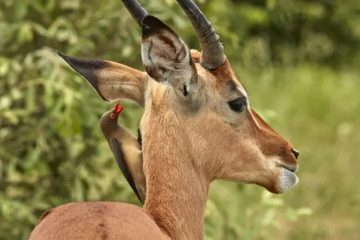 Framed Print : Red-billed Oxpecker (Buphagus erythrorhynchus), on Impala (Aepyceros melampus melampus) Framed Print : Red-billed Oxpecker (Buphagus erythrorhynchus), on Impala (Aepyceros melampus melampus)