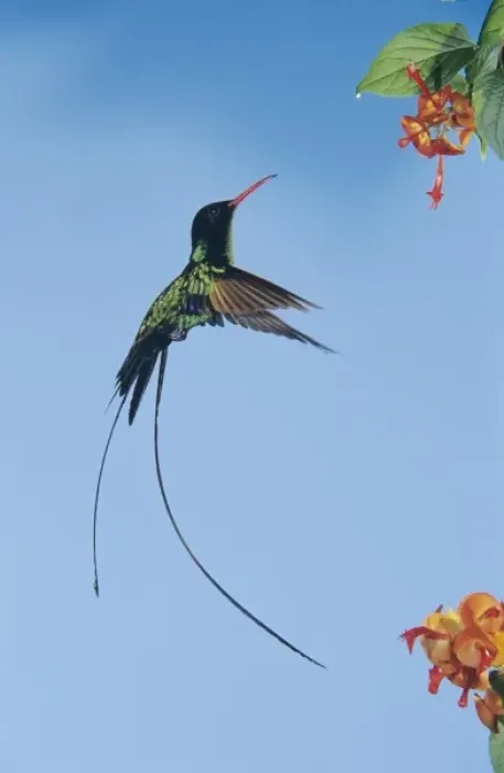 Framed Print : Red-billed Streamertail, Trochilus polytmus, male feeding on flower, Rocklands, Montego Bay Framed Print : Red-billed Streamertail, Trochilus polytmus, male feeding on flower, Rocklands, Montego Bay