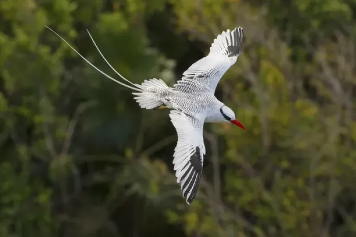 Framed Print : Red-billed Tropicbird Framed Print : Red-billed Tropicbird