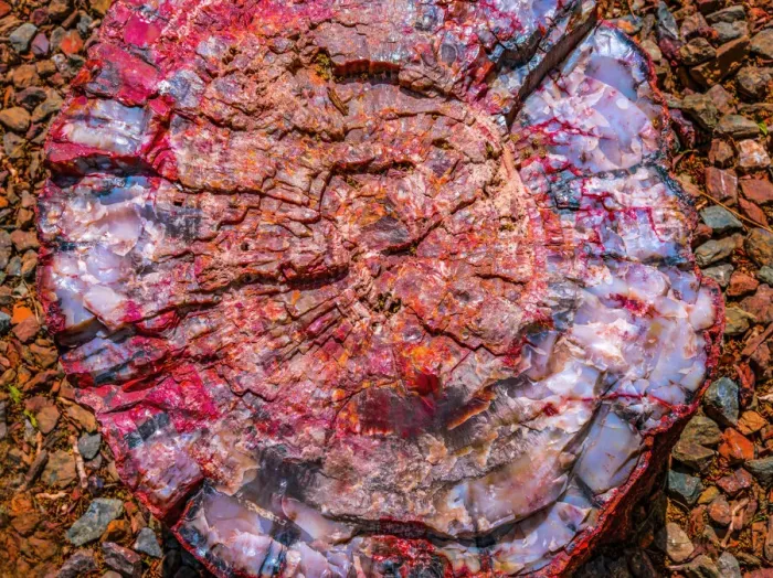 Framed Print : Red, blue, orange petrified wood, Visitor Center, Petrified Forest National Park, Arizona