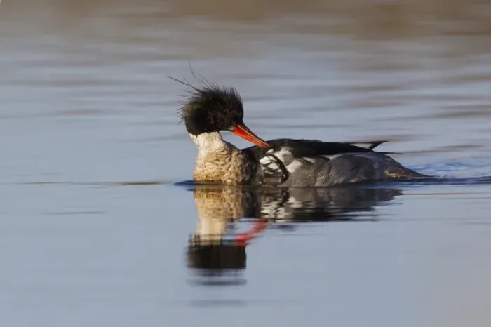 Framed Print : Red-breasted Merganser Preening