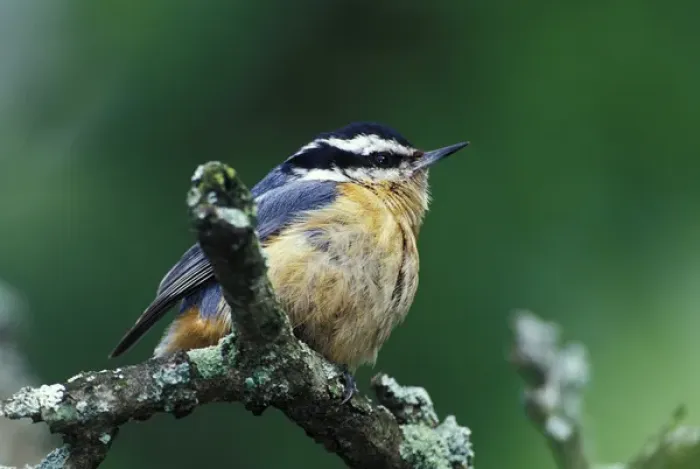 Framed Print : Red-breasted Nuthatch (Sitta canadensis)
