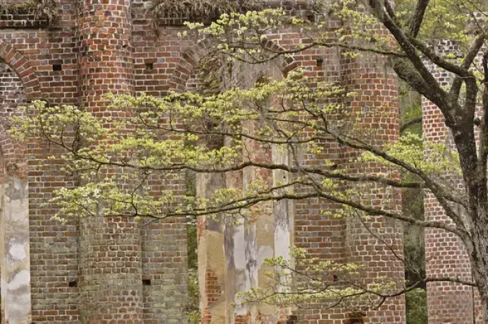 Framed Print : Red brick ruins of the Church of Prince Williams Parish known as Sheldon, buit between 1745-1755 Framed Print : Red brick ruins of the Church of Prince Williams Parish known as Sheldon, buit between 1745-1755