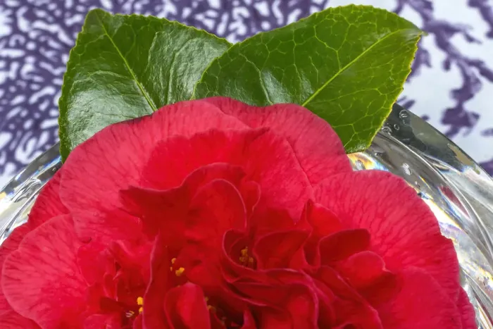Framed Print : Red Camellia blooming. Camellia common to China and Japan Framed Print : Red Camellia blooming. Camellia common to China and Japan