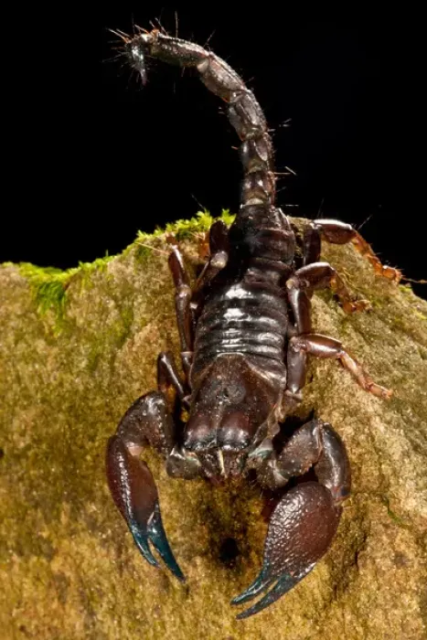 Framed Print : Red Claw Emperor Scorpion, Pandinus cavimanus, Native to Africa Framed Print : Red Claw Emperor Scorpion, Pandinus cavimanus, Native to Africa
