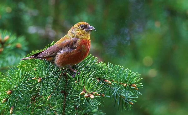 Red crossbill foraging during migration stop, Washington State, USA