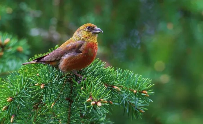 Framed Print : Red crossbill foraging during migration stop, Washington State, USA