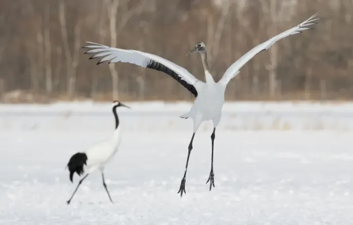 Framed Print : Red Crowned Crane of northern Island of Hokkaido, Japan Framed Print : Red Crowned Crane of northern Island of Hokkaido, Japan