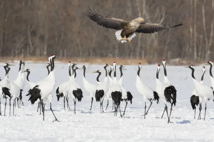 Framed Print : Red Crowned Crane of northern Island of Hokkaido and White-Tailed Eagle flying with fish, Japan