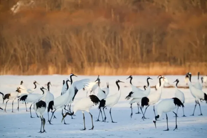 Framed Print : Red Crowned Cranes (Grus japonensis) in snow Hokkaido Japan Framed Print : Red Crowned Cranes (Grus japonensis) in snow Hokkaido Japan