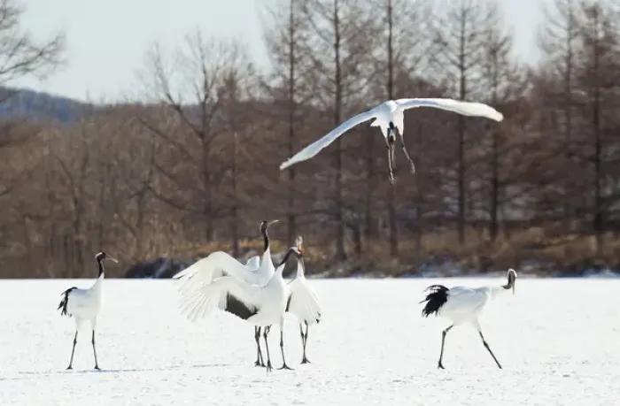 Framed Print : Red crowned cranes in Snow Hokkaido Japan Framed Print : Red crowned cranes in Snow Hokkaido Japan