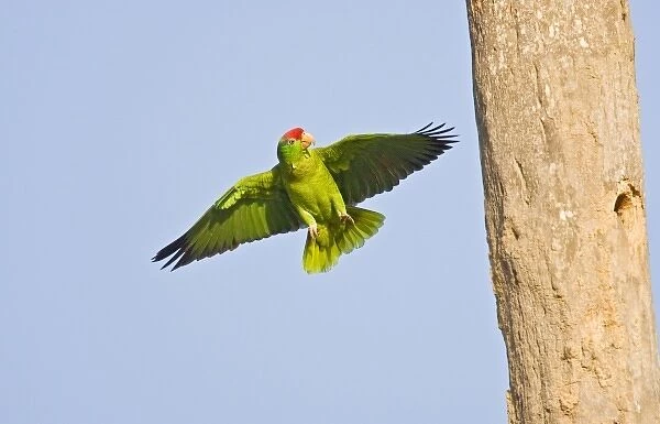Red-crowned Parrot (Amazona viridigenalis) adult searching for a nesting cavity in palm tree