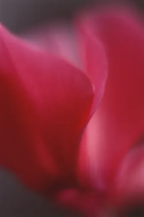 Framed Print : Red Cyclamen Abstract Framed Print : Red Cyclamen Abstract
