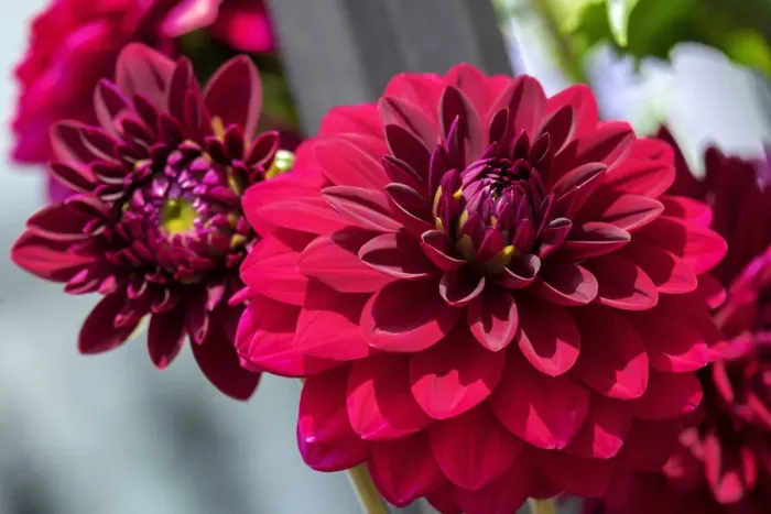 Framed Print : Red Dahlia