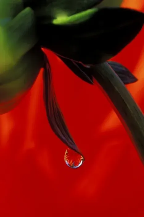 Framed Print : Red dahlia in a dew drop Framed Print : Red dahlia in a dew drop