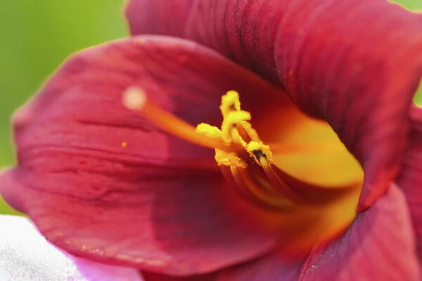 Red daylily