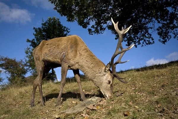 Red Deer (Cervus elephas) in British Countryside