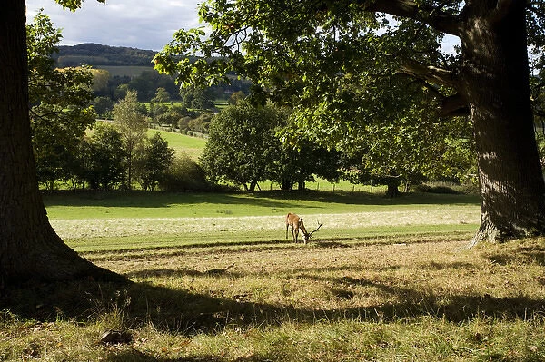 Red Deer (Cervus elephas) under oak tree in the British Countryside