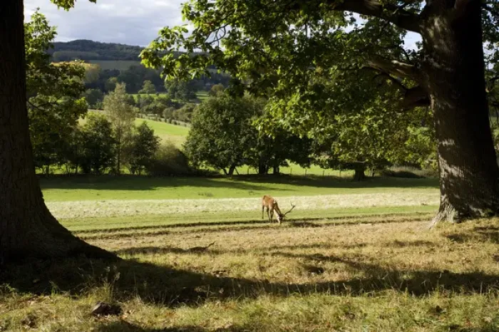 Framed Print : Red Deer (Cervus elephas) under oak tree in the British Countryside