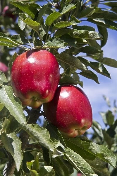 Red Delicious apples grow on the tree in Idaho, USA