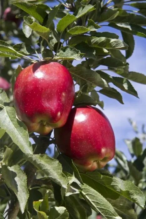 Framed Print : Red Delicious apples grow on the tree in Idaho, USA Framed Print : Red Delicious apples grow on the tree in Idaho, USA