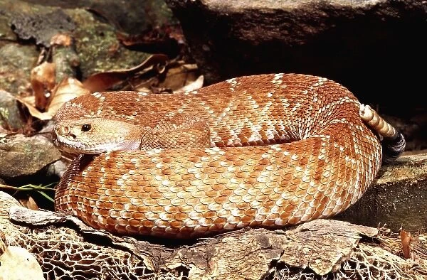 Red Diamond Rattlesnake, Crotalus ruber, Native to Southern California