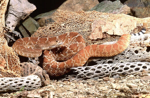 Red Diamond Rattlesnake Crotalus ruber Native to Southern California