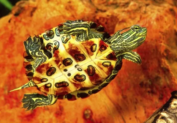 Framed Print : Red Ear Slider Hatchling, Chrysemys scripta, Native to Eastern & Southern US Framed Print : Red Ear Slider Hatchling, Chrysemys scripta, Native to Eastern & Southern US