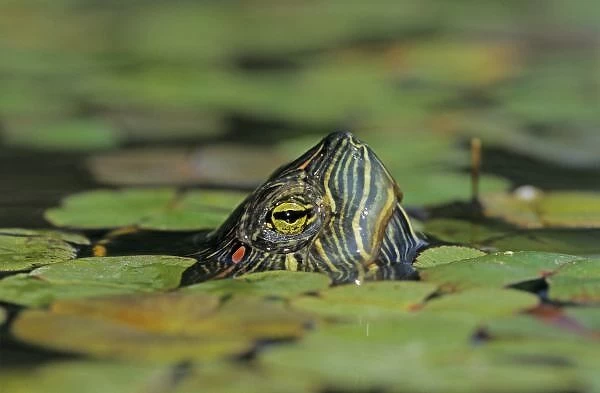Red-eared Slider, Trachemys scripta elegans, adult swimming, Willacy County, Rio Grande Valley