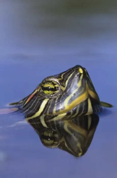 Framed Print : Red-eared Slider, Trachemys scripta elegans, adult swimming, Willacy County, Rio Grande Valley Framed Print : Red-eared Slider, Trachemys scripta elegans, adult swimming, Willacy County, Rio Grande Valley