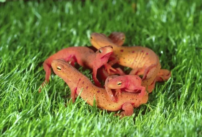 Framed Print : Red Eft (Terrestrial Form), Notophthalmus viridescens, Native to Eastern US Framed Print : Red Eft (Terrestrial Form), Notophthalmus viridescens, Native to Eastern US