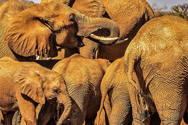 Red Elephant family, Tsavo West National Park, Africa