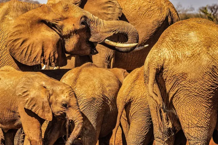 Framed Print : Red Elephant family, Tsavo West National Park, Africa