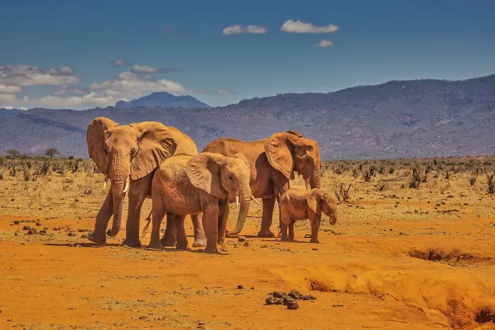 Framed Print : Red Elephant family, Tsavo West National Park, Africa