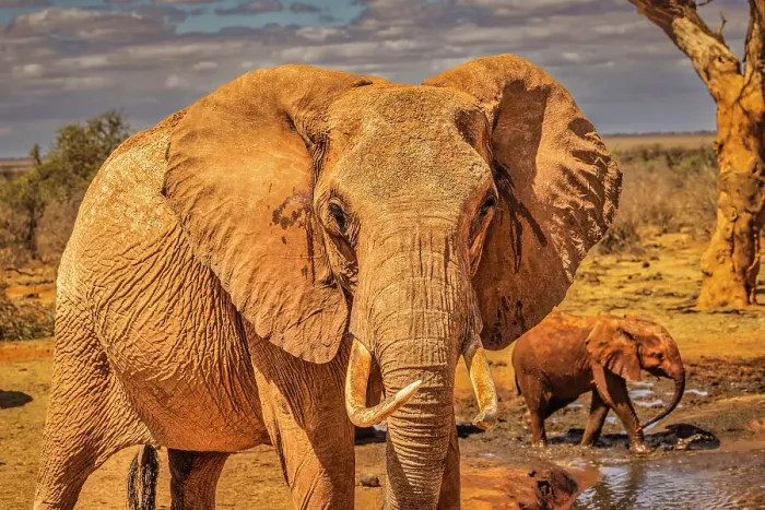 Framed Print : Red Elephant family, Tsavo West National Park, Africa Framed Print : Red Elephant family, Tsavo West National Park, Africa