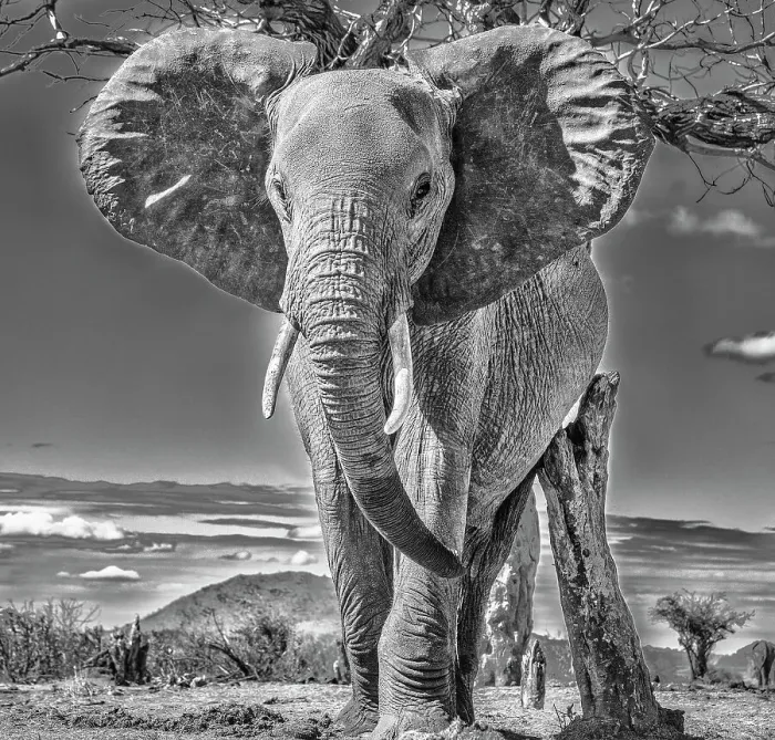 Framed Print : Red Elephant scratching, Tsavo West National Park, Africa Framed Print : Red Elephant scratching, Tsavo West National Park, Africa