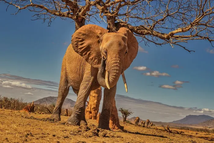 Framed Print : Red Elephant scratching, Tsavo West National Park, Africa