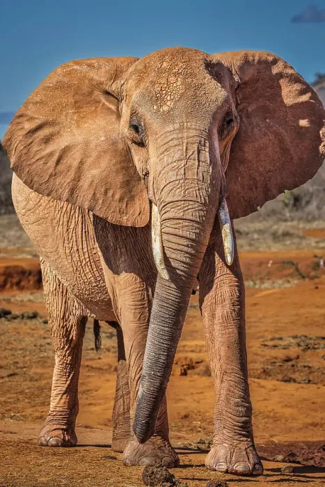 Framed Print : Red elephant, Tsavo National Park