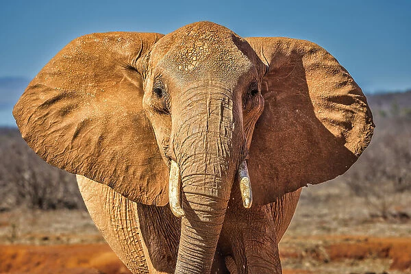 Red Elephant, Tsavo West National Park, Africa