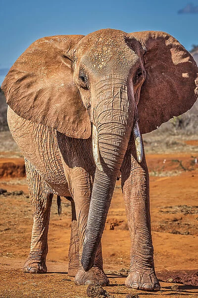 Red Elephant, Tsavo West National Park, Africa