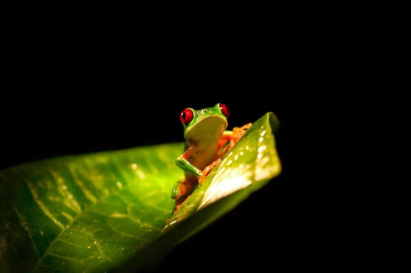Red-eye tree frog, Panama