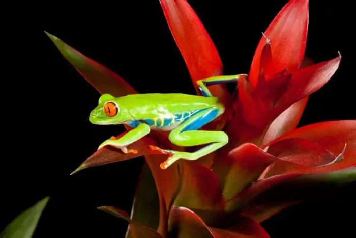 Framed Print : Red Eye Treefrog, Agalychnis callidryas, Native to Central America Framed Print : Red Eye Treefrog, Agalychnis callidryas, Native to Central America