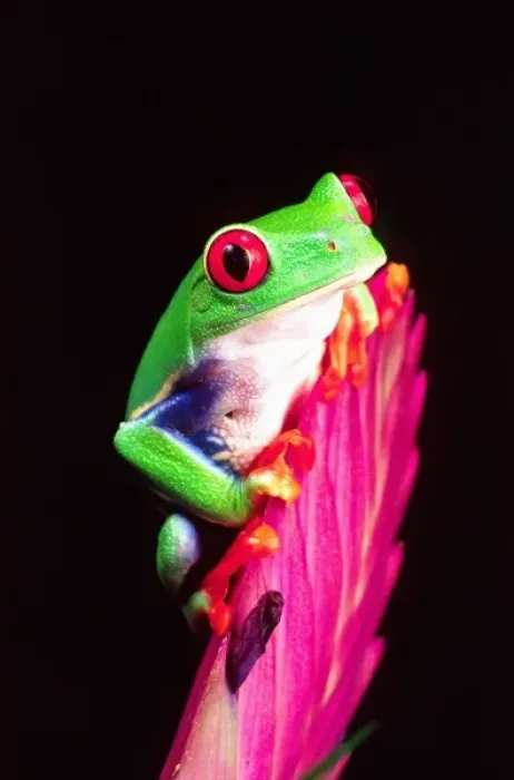 Framed Print : Red Eye Treefrog on a Bromeliad, Agalychinis callidryas, Native to Central Ameerica