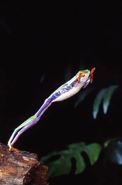 Red Eye Treefrog Jumping, Agalychinis callidryas, Native to Central America