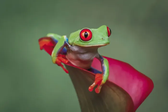 Framed Print : Red-eyed tree frog Framed Print : Red-eyed tree frog
