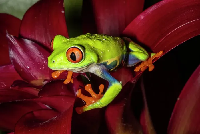 Framed Print : Red-eyed tree frog Framed Print : Red-eyed tree frog