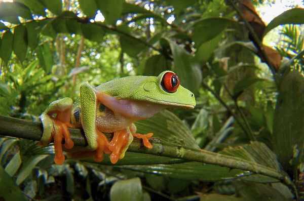 Red-Eyed Tree Frog (Agalychnis calidryas), Central America Red-eyed Treefrog (Agalychnis