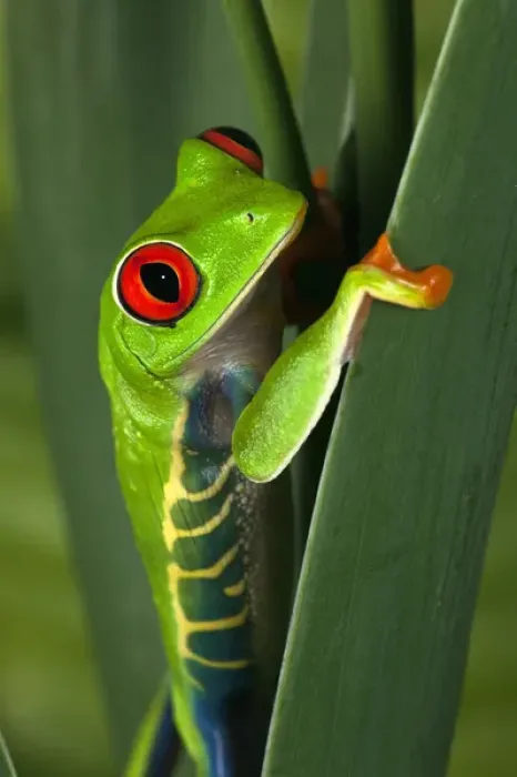 Framed Print : Red eyed tree frog, Agalychnis callidryas Framed Print : Red eyed tree frog, Agalychnis callidryas
