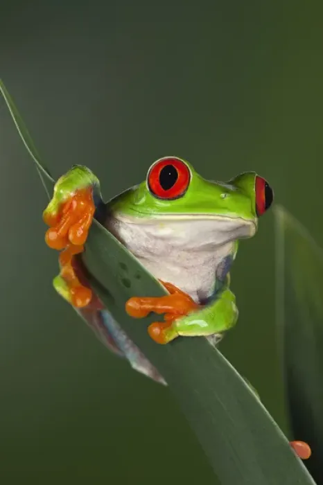 Framed Print : Red eyed tree frog, Agalychnis callidryas Framed Print : Red eyed tree frog, Agalychnis callidryas
