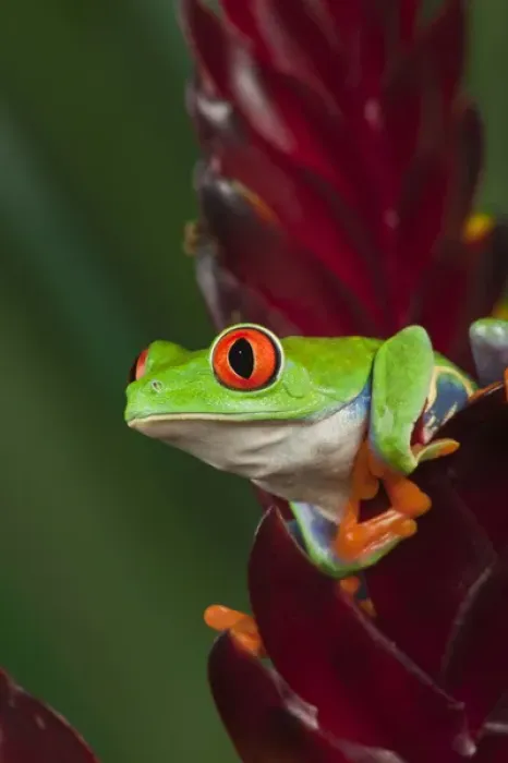 Framed Print : Red eyed tree frog, Agalychnis callidryas Framed Print : Red eyed tree frog, Agalychnis callidryas